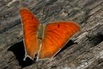 Goatweed Leafwing Butterfly