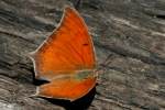 Goatweed Leafwing Butterfly