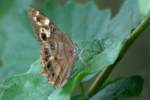 Southern Peraly-eye Butterfly