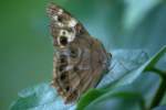 Southern Peraly-eye Butterfly