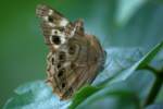 Southern Peraly-eye Butterfly