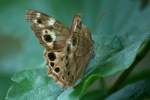 Southern Peraly-eye Butterfly