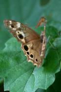 Southern Peraly-eye Butterfly