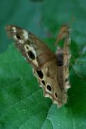 Southern Peraly-eye Butterfly