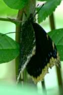 Mourning Cloak Butterfly