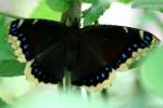 Mourning Cloak Butterfly