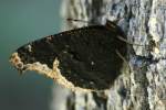 Mourning Cloak Butterfly