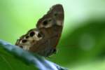 Southern Peraly-eye Butterfly