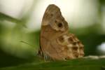 Southern Peraly-eye Butterfly