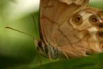 Southern Peraly-eye Butterfly