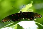 Red-spotted Purple Butterfly