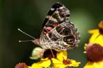 American Lady Butterfly