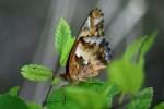 Variegated Fritillary Butterfly