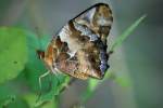 Variegated Fritillary Butterfly