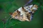 Variegated Fritillary Butterfly