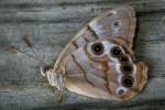 Southern Peraly-eye Butterfly