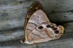 Southern Peraly-eye Butterfly