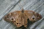 Southern Peraly-eye Butterfly