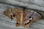 Southern Peraly-eye Butterfly