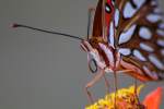 Gulf Fritillary Butterfly