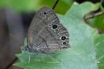 Carolina Satyr Butterfly