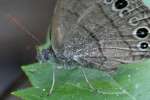 Carolina Satyr Butterfly