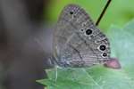 Carolina Satyr Butterfly