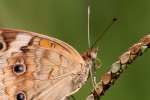 Buckeye Butterfly