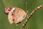 Buckeye Butterfly