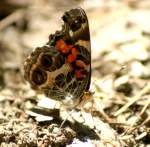 American Lady Butterfly