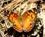 American Lady Butterfly