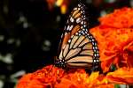 Monarch Butterfly