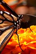 Monarch Butterfly