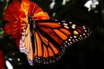 Monarch Butterfly