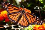 Monarch Butterfly