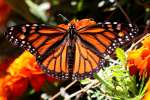 Monarch Butterfly