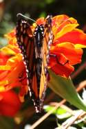 Monarch Butterfly