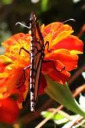 Monarch Butterfly