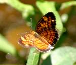 Pearl Crescent Butterfly