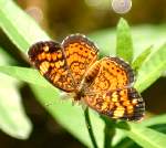 Pearl Crescent Butterfly