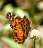 American Lady Butterfly