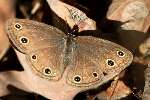 Viola's Wood-satyr Butterfly