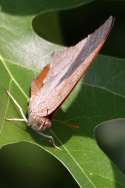 Goatweed Leafwing Butterfly