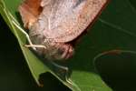 Goatweed Leafwing Butterfly