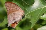 Goatweed Leafwing Butterfly