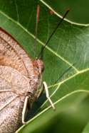 Goatweed Leafwing Butterfly