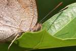 Goatweed Leafwing Butterfly