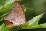 Goatweed Leafwing Butterfly