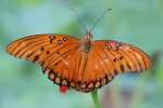 Gulf Fritillary Butterfly