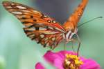 Gulf Fritillary Butterfly